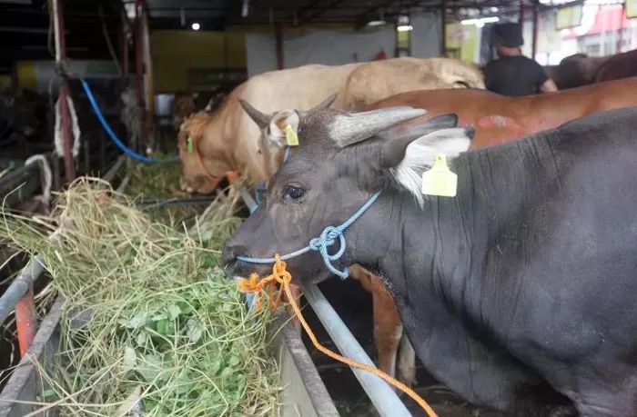 10 Ribu Hewan  Qurban di Pekanbaru Sehat dan Sudah Dilakukan Pengecekan Kesehatan