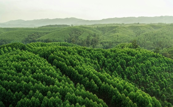 Menjaga Hutan, Menjaga Kehidupan: Kolaborasi untuk Keberlanjutan Hutan Riau
