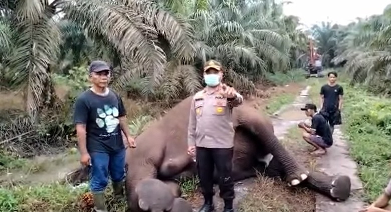 Diduga Punya Anak, Gajah Sumatera di Tualang Muandau Mati Karena Tersengat Listrik