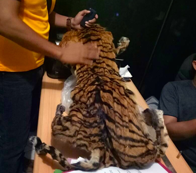 Jual Kulit Harimau Betina, Warga Dumai dan Sumbar Tertangkap di Jambi Saat Transaksi