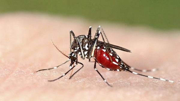 WASPADA! 810 Kasus DBD di Riau, Pekanbaru Tertinggi Hingga 169 Kasus