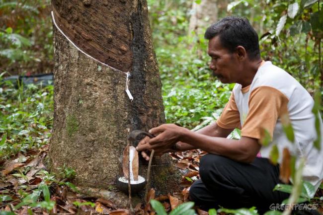 Harga Karet di Kuansing Masih Rendah, Kadistan Beri Saran Begini...