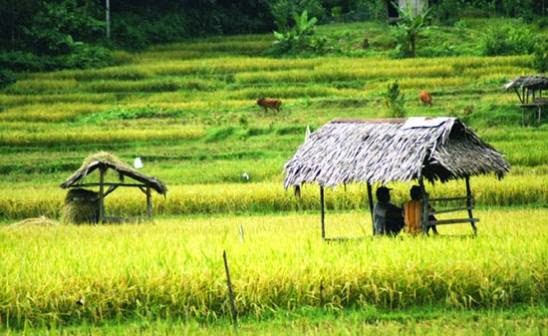 Lahan Sawah di Padang Menyusut 1.002 Hektare Sejak 2016