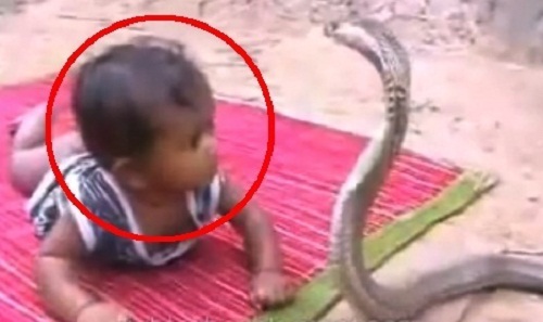 VIDEO GILA...Bayi Ini Berkali-kali Dipatuk King Kobra, Orang Tuanya Diam Saja Selanjutnya Ini yang Terjadi