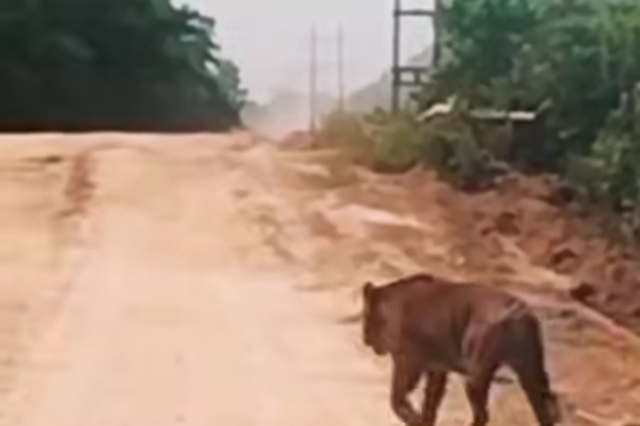 Harimau Ukuran Besar Melintas di Jalan Zamrud Siak, BBKSDA Riau Turunkan Tim