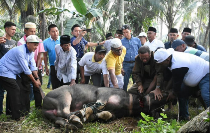 Dinobatkan Gelar Sultan, Azis Zaenal Sembelih Tiga Ekor Kerbau