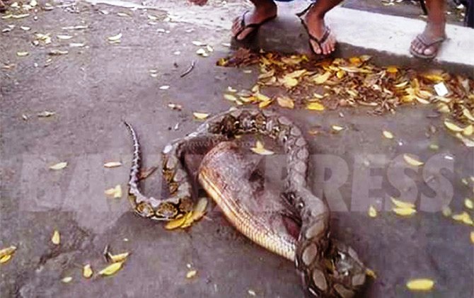Salah Pilih Mangsa... Nekat Telan Landak, Tubuh Ular Phyton Ini Hancur dan Penuh Luka