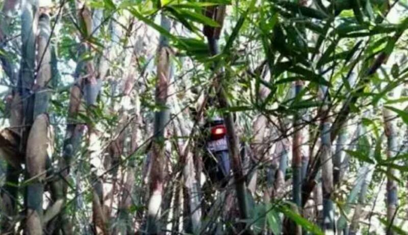 Geger! Driver Ojol  Dapat Order Mistis, Motornya Nyangkut di Pohon Bambu, Ini Kisahnya