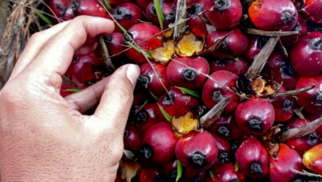 Naik, Harga TBS Kelapa Sawit Petani Swadaya Riau Dibayar Rp2.401,66 per Kg