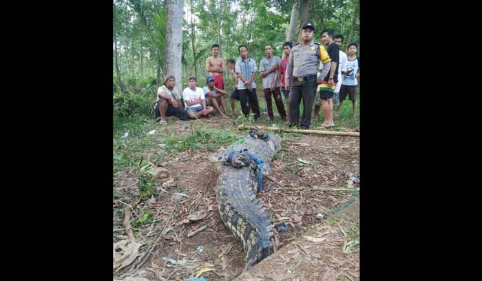 NGERI...Naik ke Darat, Buaya Sungai Ini Mangsa Ternak Warga, Ini Penampakannya