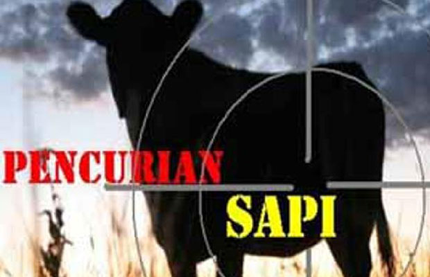 Dasar Sinting... Bisa-bisanya Tiga Saudara Ini Sekongkol Curi Sapi Milik Ayah Mereka