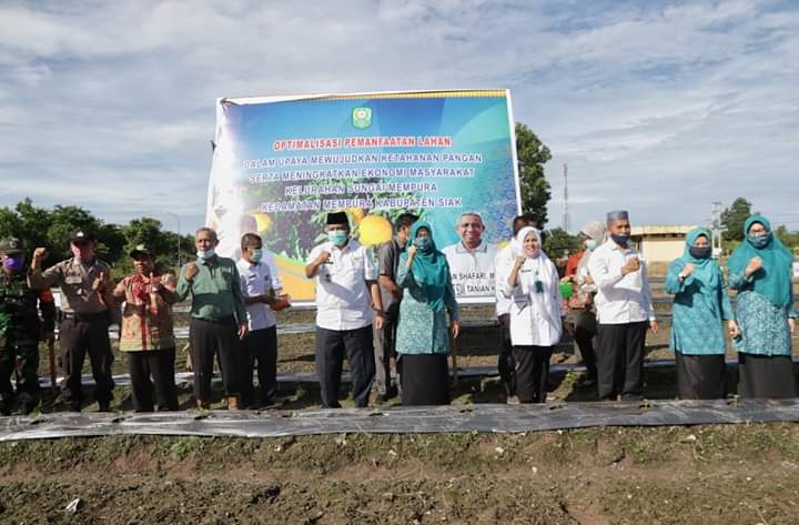 Dukung Ketahanan Pangan Masyarakat Kelurahan Mempura, Bupati Alfedri Tanam Perdana Lahan Kelompok Tani di Tanjung Agung