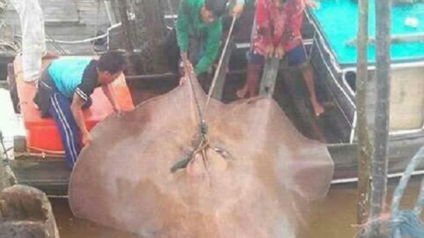 Gedenya... Nelayan Inhil Tangkap Ikan Pari, Beratnya 300 Kg, Nih Fotonya