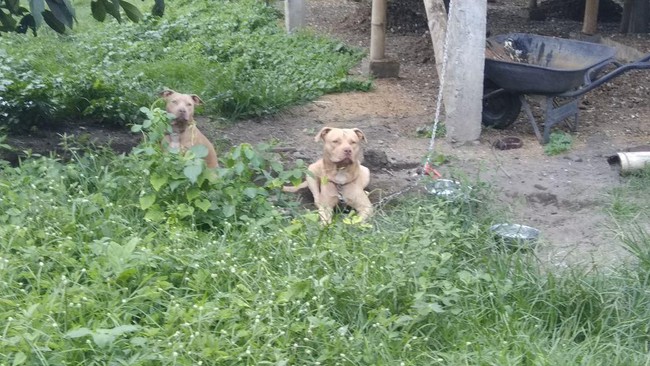 YA TUHAN...Kakek Sarju Tewas Diserang 2 Anjing Pit Bull Tetangga, Tubuhnya Tercabik-cabik, Dua Telinganya Putus