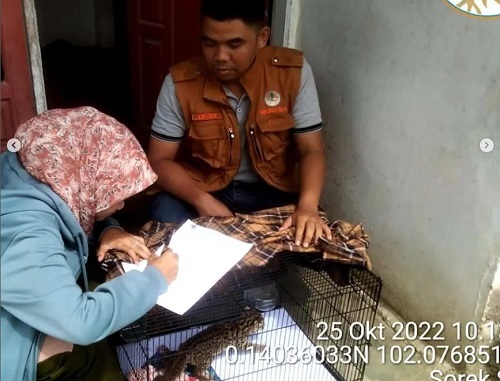 Warga Serahkan Macan Akar kepada Petugas Konservasi di Sorek Satu