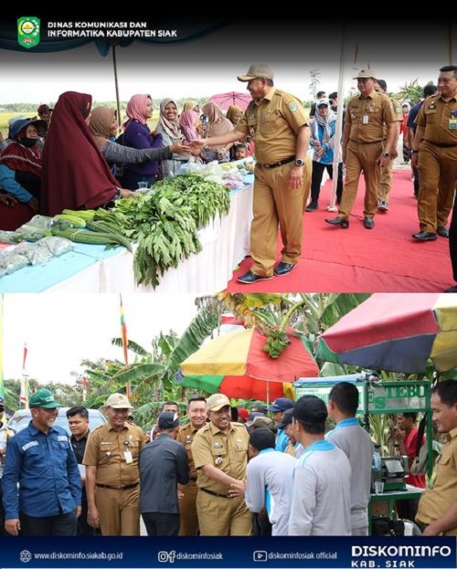 Bupati Siak Panen Raya Padi di Kecamatan Bungaraya