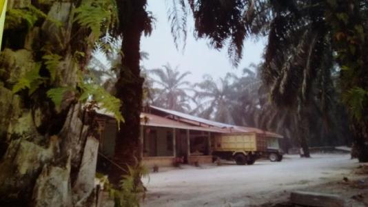HEBAT...Hutan di Sintong Jadi Kebun Sawit, Hakim Putuskan Kembalikan ke Negara