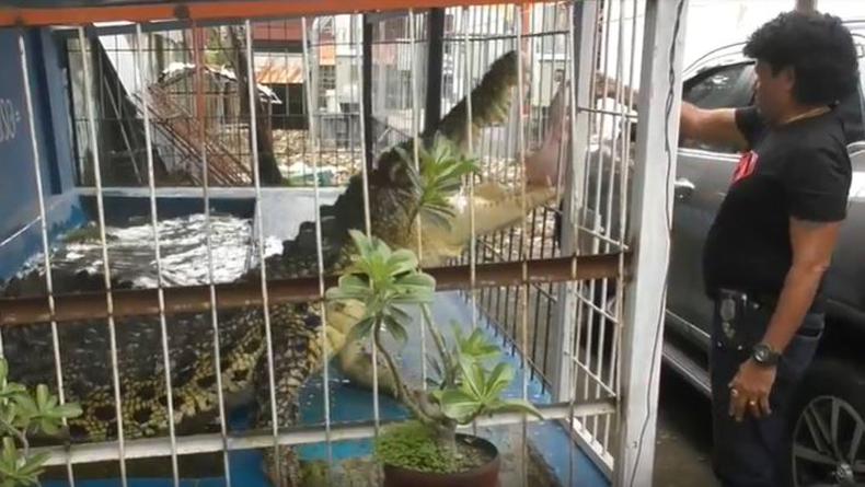 Katanya Hobi, Arthen Pelihara Buaya Seberat 1 Ton dalam Rumah, Ini Penampakannya