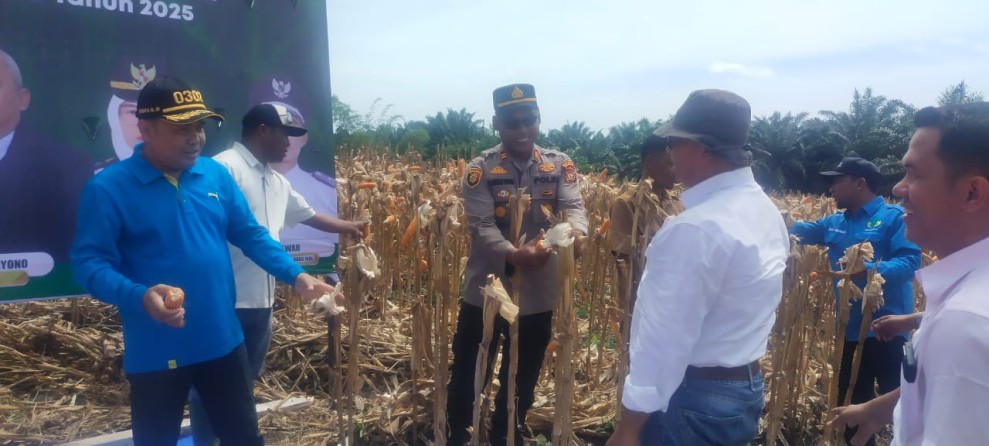 Polres Kuansing Dukung Swasembada Pangan 2025, Dua Kecamatan Melaksanakan Panen Jagung Pipil