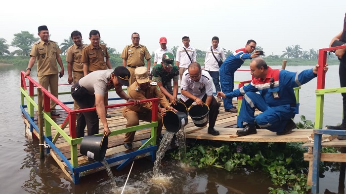 Wakil Bupati Rohil Bersama Pertamina RU II Taburkan  10.000 Ekor Bibit Ikan ke Sungai Rokan