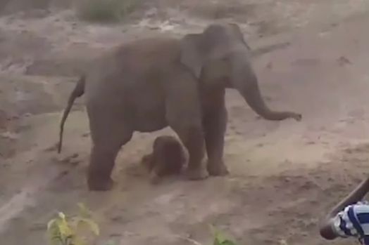 Tak Terima Bayinya Dilempar, Induk Gajah Mengamuk dan Tewaskan Satu Warga 