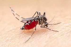 WASPADA! Demam Berdarah  di Pekanbaru Tembus 534 Kasus