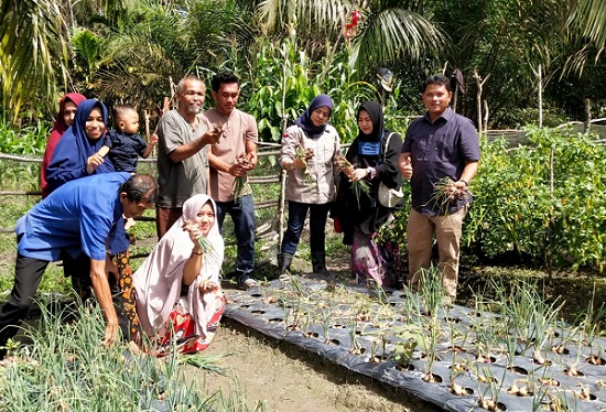 Tingkatkan Ketahanan Pangan di Tengah Pandemi, Fedrios Bina Petani Bawang di Singingi