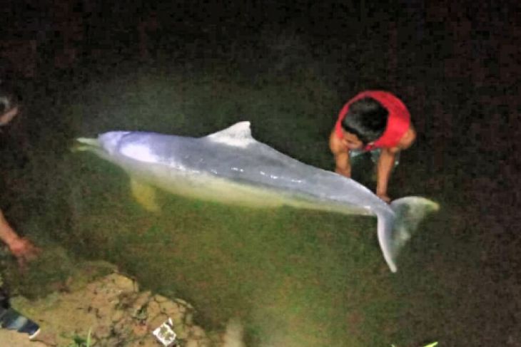 MEMILUKAN...Kisah Sepasang Lumba-lumba Nyasar di Sungai Kualuh, Betinanya Mati, yang Jantan Gegar Otak 