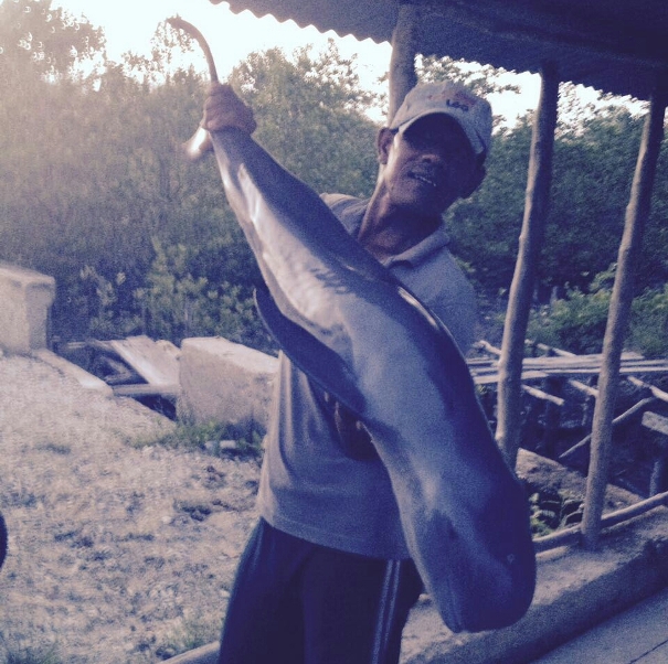 Heboh... Seekor Ikan Paus Mati Terperangkap Jaring Nelayan di Meranti