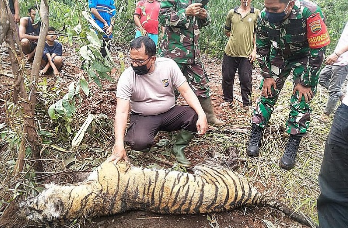 Harimau Sumatera Dua Meter Mati Kena Jerat di Tanjung Leban  Bengkalis