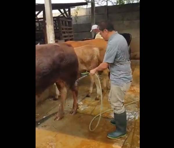 Tidak Mau Nonton Acara Pelantikan Jokowi, Said Didu Pilih Mandikan Sapi, 'Ikutan Gembira Ah'