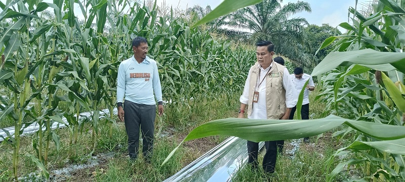 Ladang Jagung Pipil Seluas 18 Hektare di Binawidya Pekanbaru Siap Panen Bulan Depan, Potensi 200-300 ton
