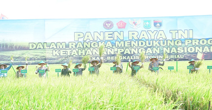 Panen Raya Padi Bersama  TNI di Siak Kecil