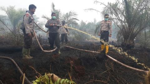 25 Hektare Lahan Terbakar di Rohil Ternyata Masing Bersengketa di MA