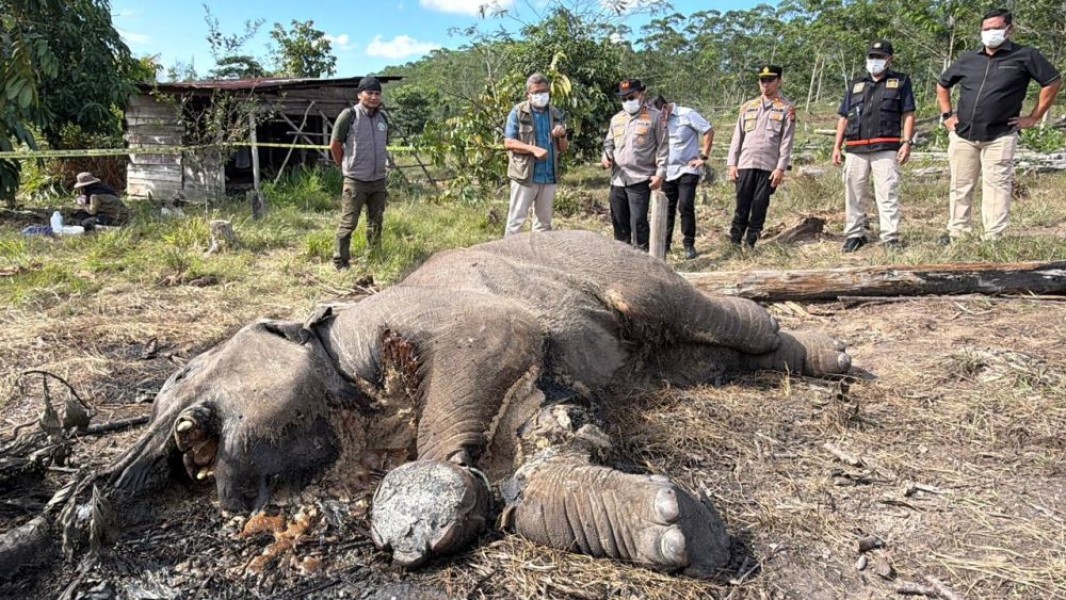Buntut Kematian Anak Gajah Sumatera di TNTN, Polda Riau Tetapkan JM Sebagai Tersangka