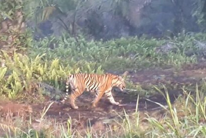 Biar gak Diserang Harimau Bonita, Warga Diminta Pakai Topeng  di Kepala Belakang