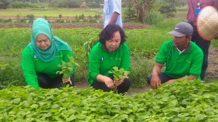 Bersama Gapoktan Agro Berjasi, BI Riau Kembangkan Klaster Sayur dan Holtikultura di Kampar