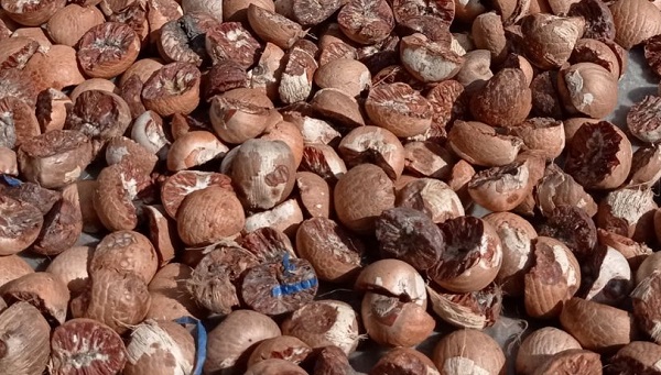 Alhamdulillah,, Harga Pinang Kering di Riau Naik, Cek HargaLengkapnya