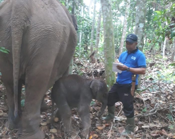 Gajah Lisa di TNTN Lahirkan Bayi Jantan