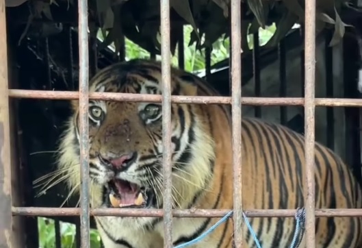 BBKSDA Amankan Harimau Sumatera Jantan Berukuran Besar