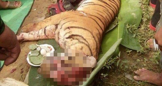 BBKSDA: Ada Harimau Sumatera Mati Karena Tertabrak Mobil di Areal PTPN , Begini Kejadiannya...
