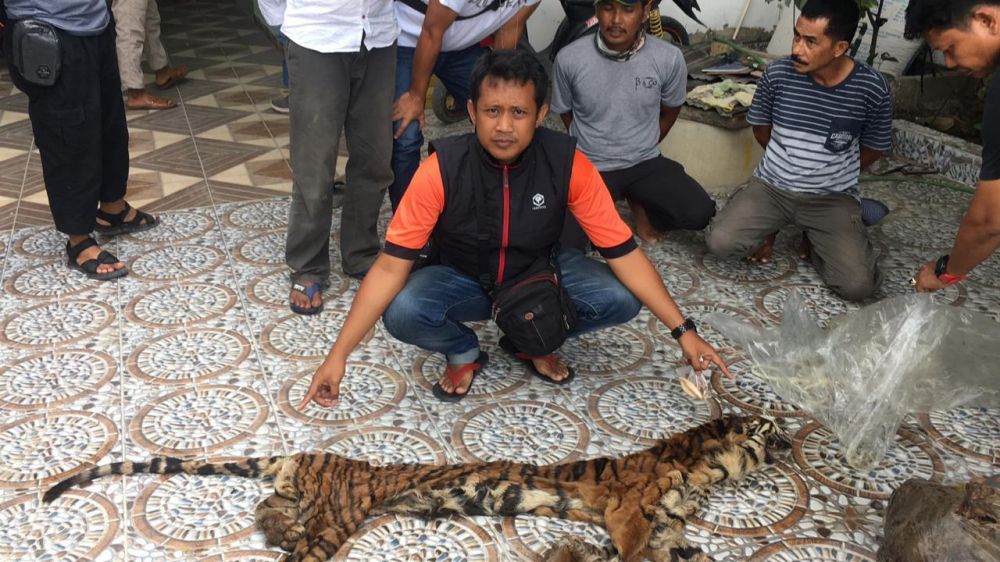 Polda Riau Bongkar  Kasus Perdagangan Kulit dan Organ Harimau Sumatera