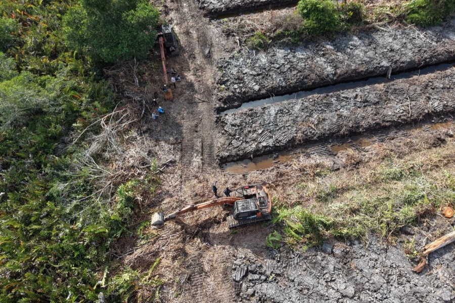 Perambah Liar 111 Hektare Hutan Mangrove di Sungai Sembilan Dumai Ditetapkan Jadi Tersangka