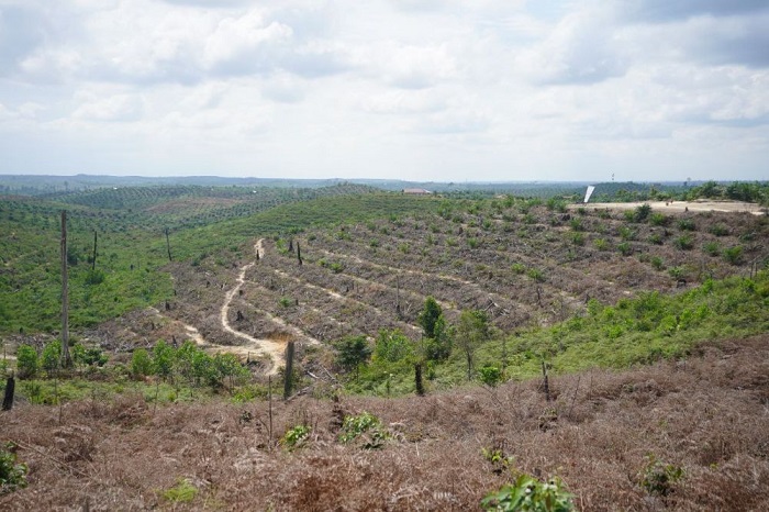 Kelompok Tani Kembalikan 415 Hektare Kebun Sawit di Kawasan TNTN pada Negara