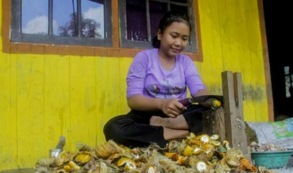 NAIK, Harga Pinang Kering Rp17.560 Per Kilogram
