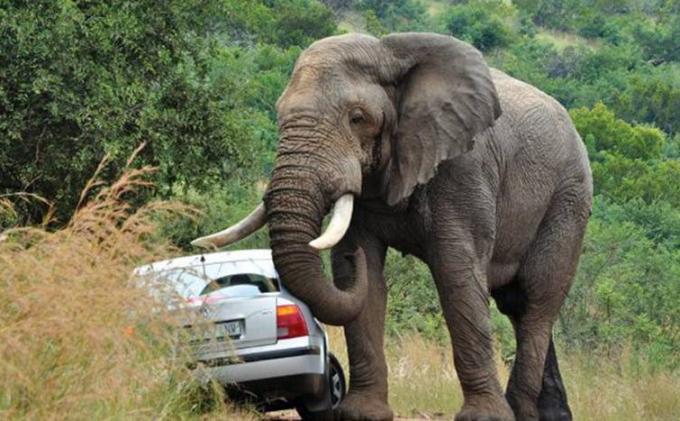 NGERI...Seorang Pemburu Badak Tewas Dibunuh Gajah dan Mayatnya Dimakan Singa