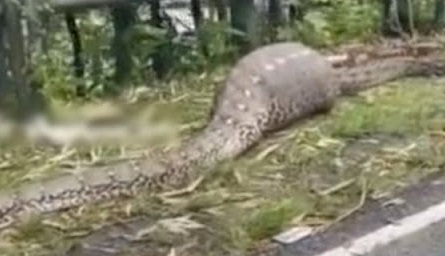 Telan Sapi Bulat-bulat, Ular Piton Besar Tewas Karena Perutnya Meledak
