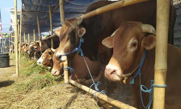 Pemko Sembelih 25 Ekor Sapi dan 2 Ekor Kambing