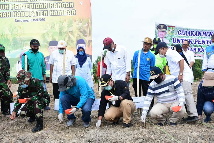 Antisipasi Kekurangan Pangan, Pemkab Kampar Tanami 500 Hektar Lahan dengan Komoditas Jagung