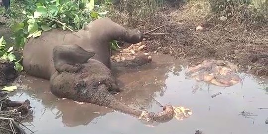 Gajah Dita Ditemukan Mati Membusuk di Bengkalis-Riau, Diduga Ini Penyebabnya